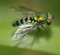 Condylostylus pruinosus