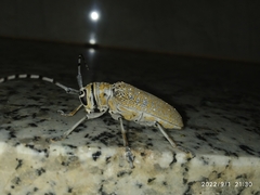 Celosterna scabrator