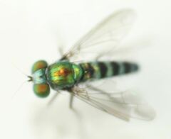 Condylostylus pruinosus