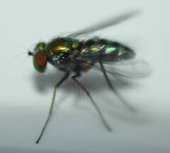 Condylostylus pruinosus