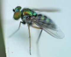 Condylostylus pruinosus