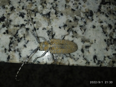 Celosterna scabrator