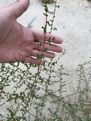 Caroxylon imbricatum