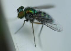 Condylostylus pruinosus