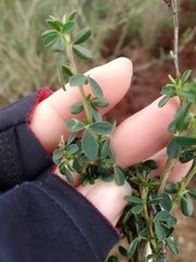 Adenocarpus complicatus