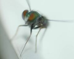 Condylostylus pruinosus