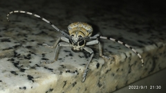 Celosterna scabrator