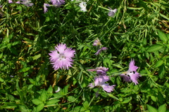 Dianthus longicalyx