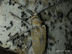 Celosterna scabrator