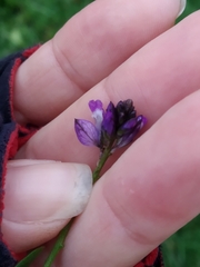 Polygala vulgaris