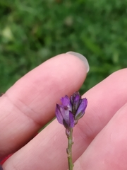 Polygala vulgaris