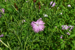 Dianthus longicalyx