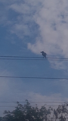 Corvus macrorhynchos culminatus