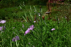 Dianthus longicalyx