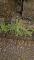 Pteris vittata