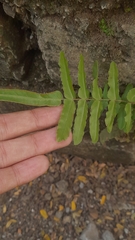Pteris vittata