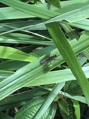 Chiromyzinae