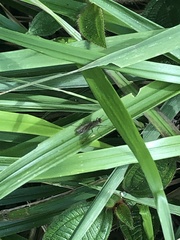 Chiromyzinae