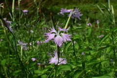 Dianthus longicalyx