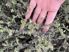 Heliotropium curassavicum