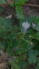 Mazus pumilus
