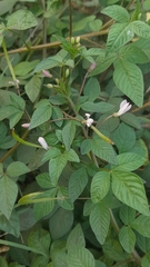 Cleome rutidosperma