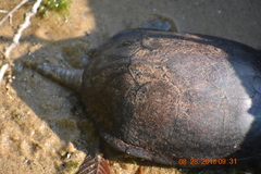 Kinosternon subrubrum subrubrum