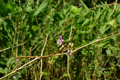 Lycium chinense