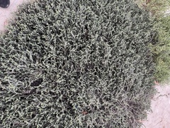 Heliotropium curassavicum