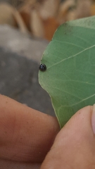 Chilocorus nigritus