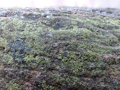 Micarea viridileprosa