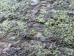 Micarea viridileprosa