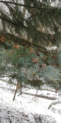 Abies concolor