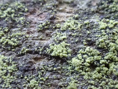 Micarea viridileprosa