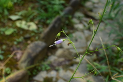 Adenophora triphylla