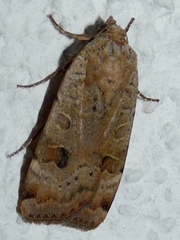 Noctua interposita