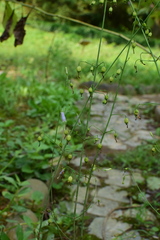 Adenophora triphylla