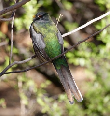 Trogon elegans
