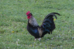 Gallus gallus domesticus