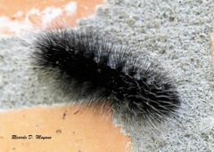Apistosia judas