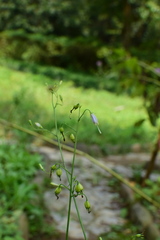 Adenophora triphylla