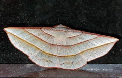 Sarcinodes aequilinearia