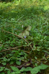 Adenophora triphylla