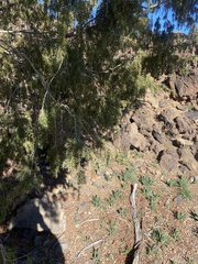 Juniperus cedrus