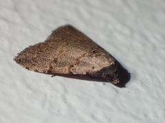 Anachrostis