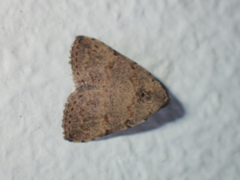 Anachrostis