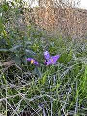Solanum parishii