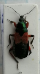 Prostemma aeneicolle