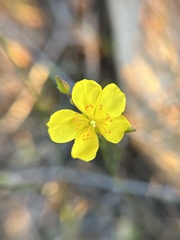 Crocanthemum aldersonii