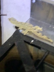 Thecadactylus solimoensis